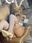 Azami Nude Leaked Onlyfans Photo Azami Nude Leaked Onlyfans Photo