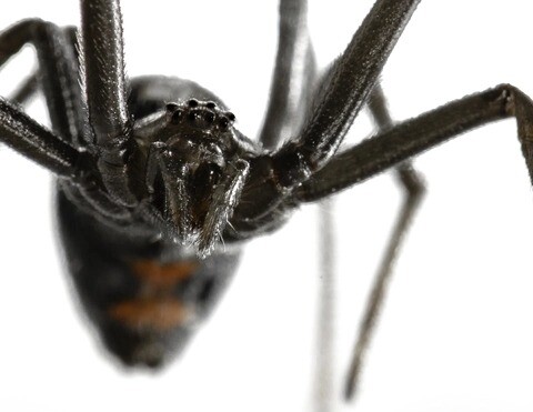 Black-Widow-Spider-Bite.jpg