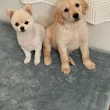 Puppies